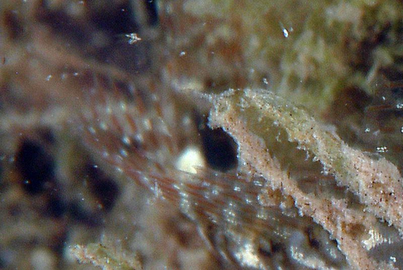 Parablennius incognitus, P. zvonimiri, P. pilicornis